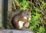 A squirrel at Taylor Island, NB